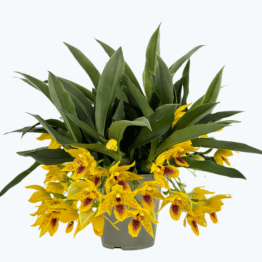 Promenaea Sunlight in verschiedenen Farben