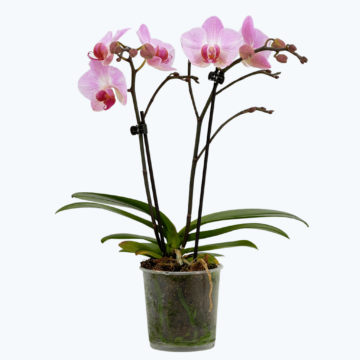 Table Dance Antwerpen mit großen rosa Blüten und 2 Rispen