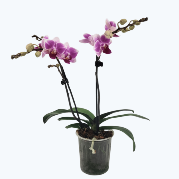 Table Dance Bernadette mit zarten violett-weißen Blüten und 2 Rispen