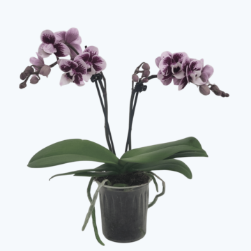 Table Dance Camilla mit hellrosa gesprenkelten Blüten und 2 Rispen