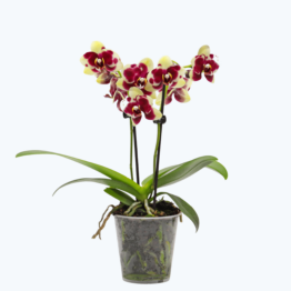 Table Dance Donauwelle mit gelb-lila gefleckten wachsartigen Blüten und 2 Rispen