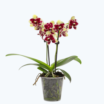 Table Dance Donauwelle mit gelb-lila gefleckten wachsartigen Blüten und 2 Rispen