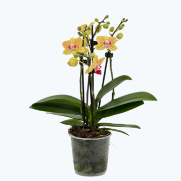 Table Dance El Paso mit gelb-orange-gestreiften Blüten und 2 Rispen