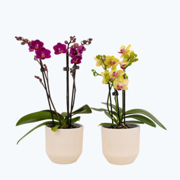 Table Dance Farbmix im 2er Set mit 3 Rispen inkl. Keramik in weiß