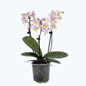 Table Dance Freckles mit weiß-gelben Blüten und 2 Rispen