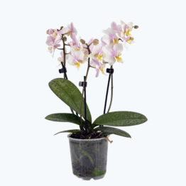 Table Dance Freckles mit weiß-gelben Blüten und 3 Rispen