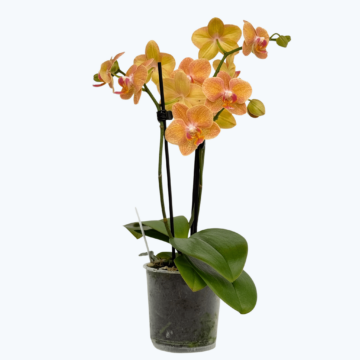 Table Dance Goldrush mit orange-gelben Blüten und 2 Rispen