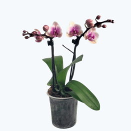 Table Dance Helena mit weiß-rosa Blüten und 2 Rispen