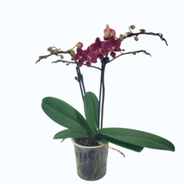 Table Dance Kimya mit roten Blüten und 2 Rispen