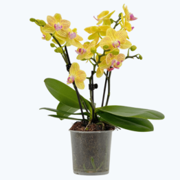 Table Dance Lima mit gelb-gestreiften Blüten und 3 Rispen