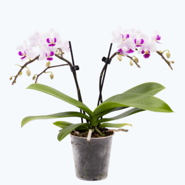 Table Dance Linz mit weiß-violetten Blüten und 2 Rispen