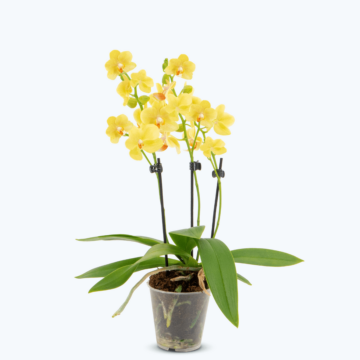 Table Dance Livorno mit gelben Blüten und 3+ Rispen