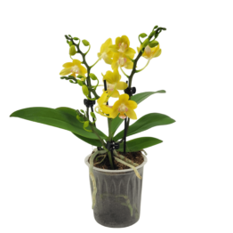 Table Dance Lumina mit Sonnengelben Blüten und 2 Rispen