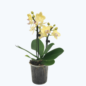 Table Dance Odilia mit zarten gelben Blüten und 2 Rispen