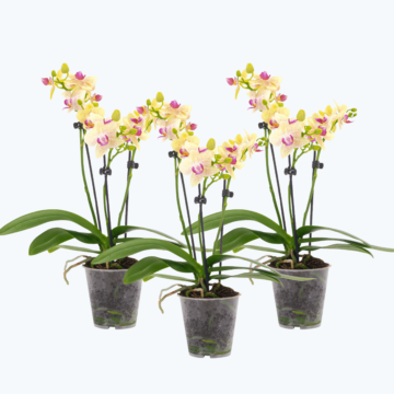 Table Dance Orchideen mit gelben Blüten im 3er Set mit 2+ Rispen