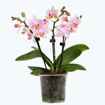 Table Dance Pia mit hellrosafarbenen Blüten und 3 Rispen