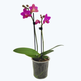 Table Dance Pink Flamingo mit pinken Blüten und 2 Rispen