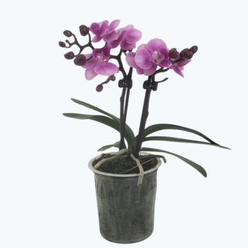 Table Dance Rosalie mit rosa-violetten Blüten und 2 Rispen