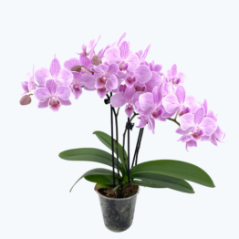 Table Dance Sakura mit zartrosa Blüten und 3 Rispen