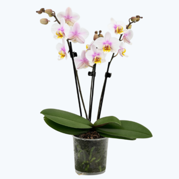 Table Dance San José mit weiß-rosa Blüten und 3 Rispen