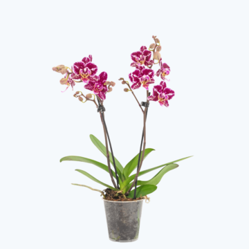 Table Dance Selina mit lila-rosa Blüten und 2 Rispen