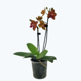 Table Dance Sienna mit orangen Blüten und 2 Rispen