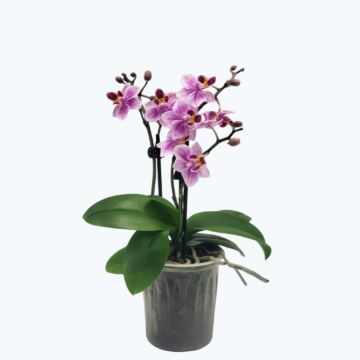 Table Dance Sol y Rubi mit 3 Rispen