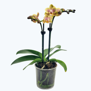 Table Dance Sundown mit gelb-rosa Blüten und 2 Rispen