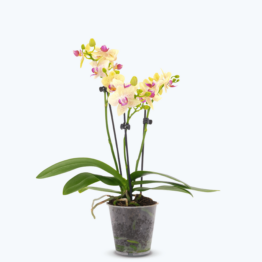 Table Dance Sunny mit gelben Blüten und 3 Rispen