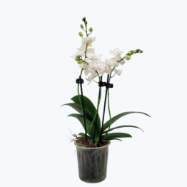 Table Dance Testsorte mit weiß-rosa gesprenkelten Blüten und 3 Rispen