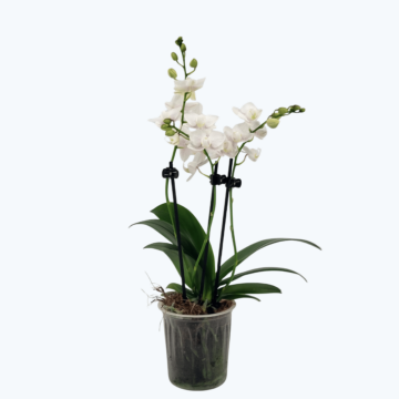 Table Dance Testsorte mit weiß-rosa gesprenkelten Blüten und 3 Rispen