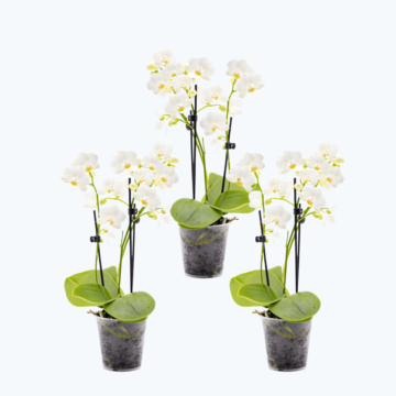 Table Dance Weiß mit weißen Blüten im 3er Set und 2 Rispen