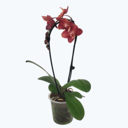 Wasserfall Phalaenopsis Madita mit Bronzetönen Blüten und 1 Rispe
